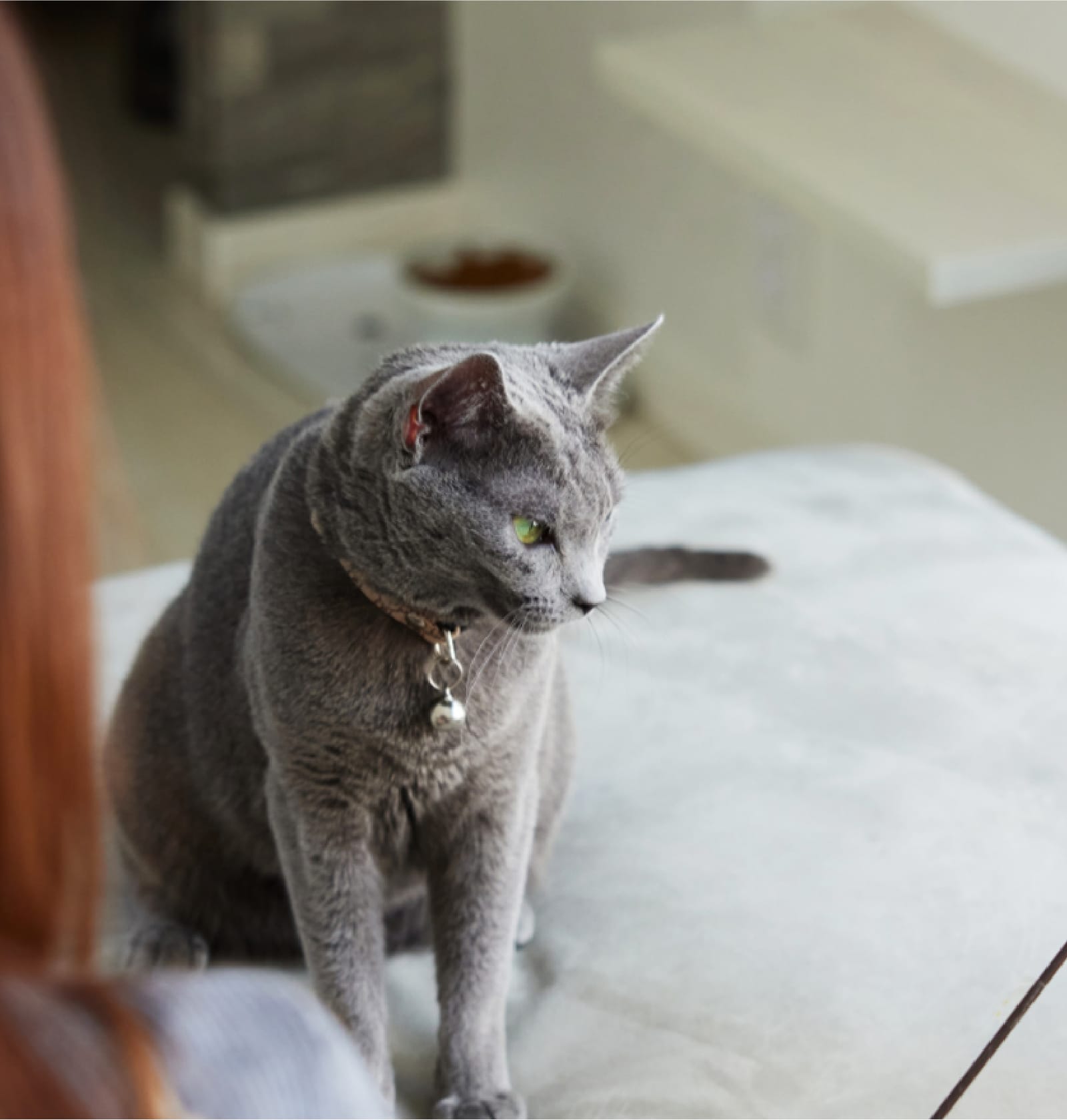 I様ご夫婦の猫