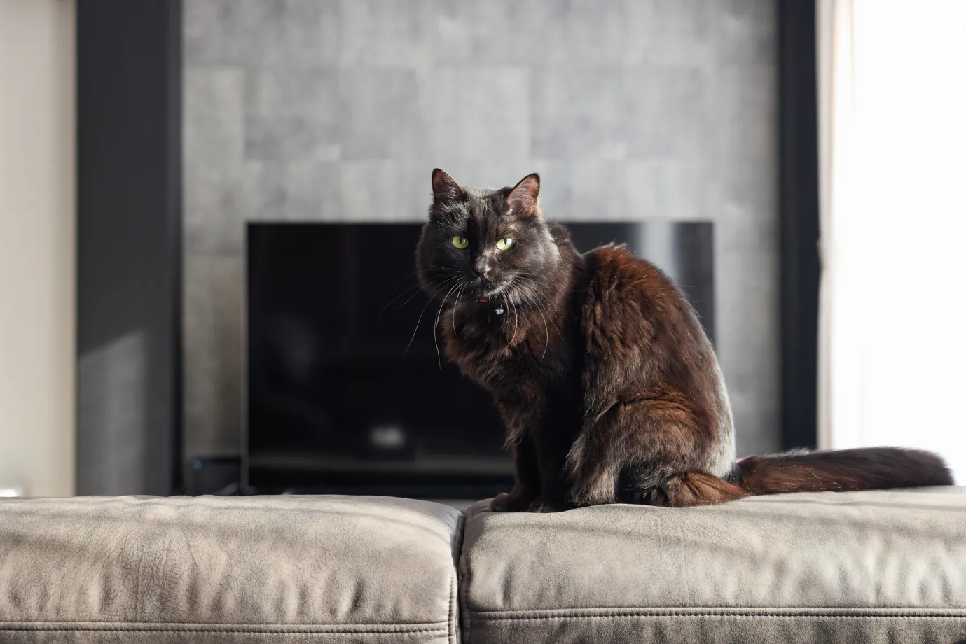 家族のお気に入りの空間になったリビング・ダイニング